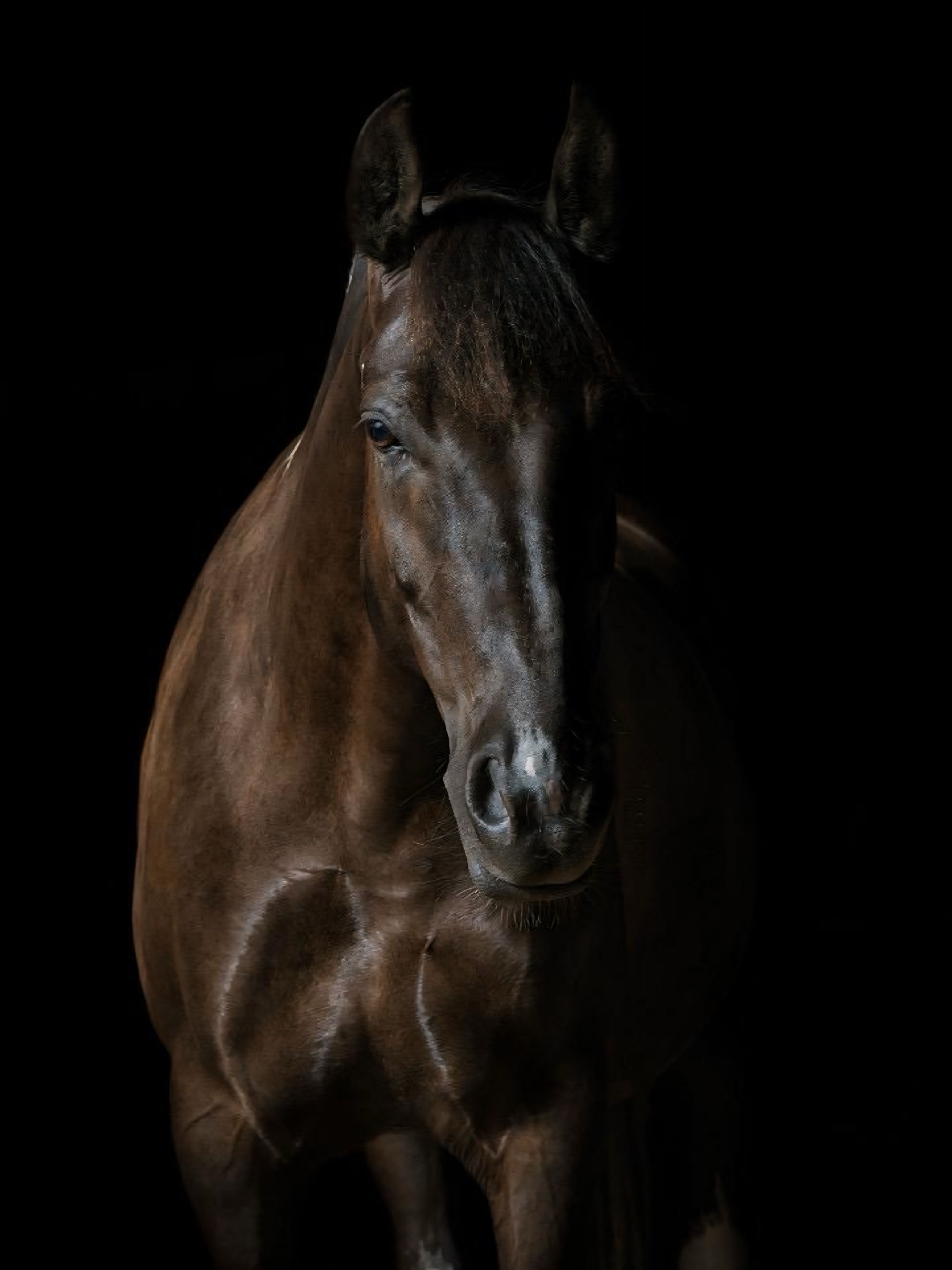 Rhiannon - Therapiepferd